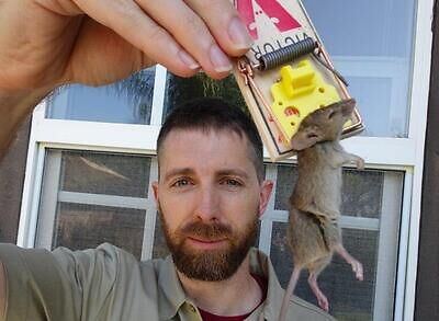 Portland rodent trapping